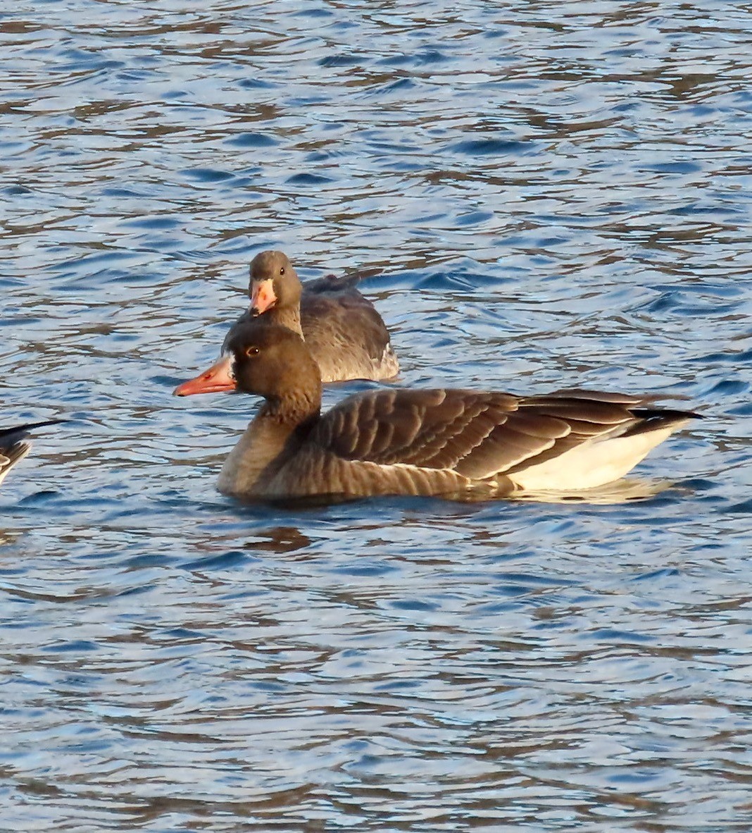 Greater White-fronted Goose (Tule) - ML646378088
