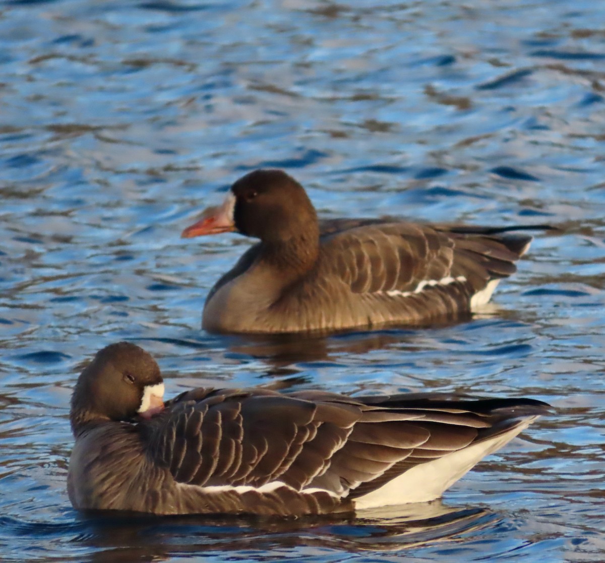 Greater White-fronted Goose (Tule) - ML646378089