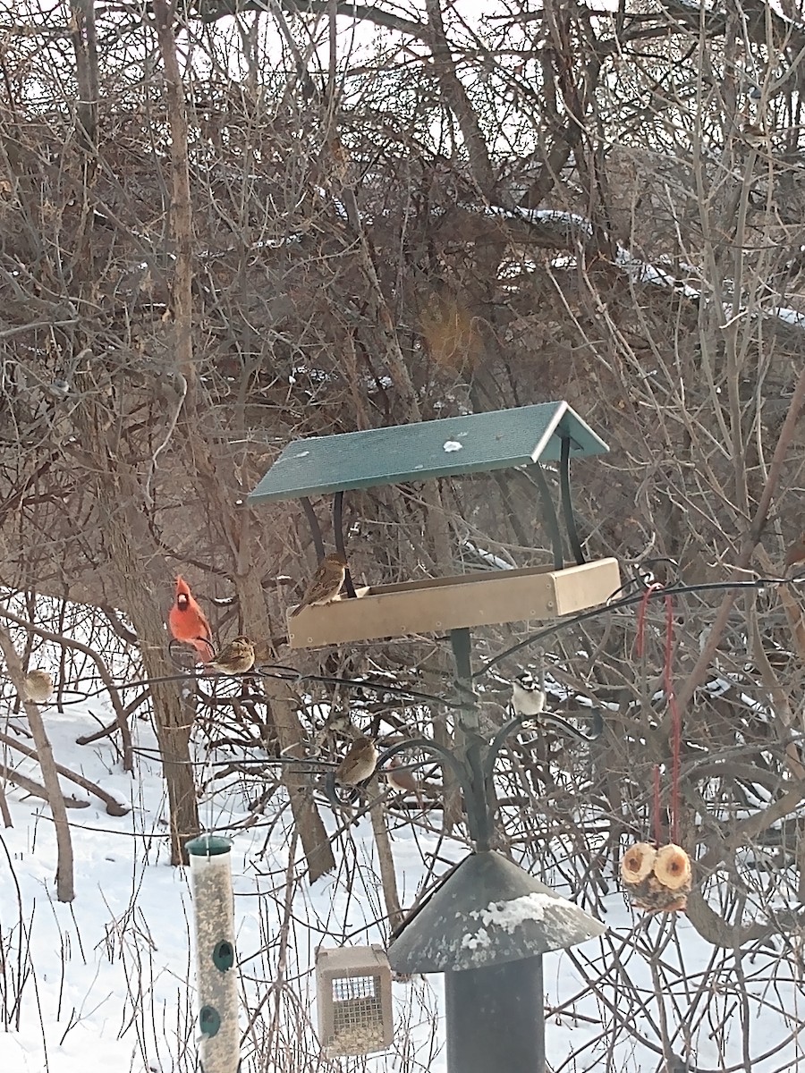 Northern Cardinal - ML646378090