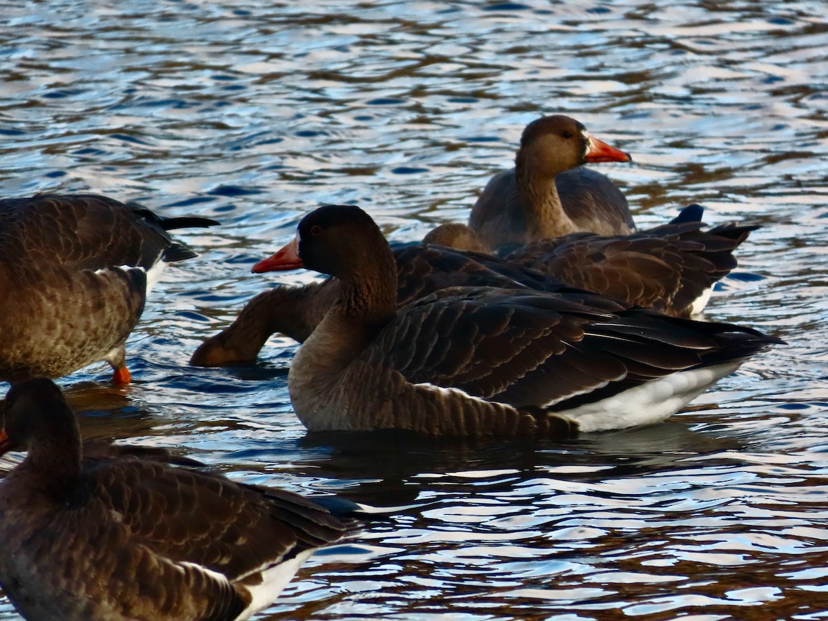 Greater White-fronted Goose (Tule) - ML646378091