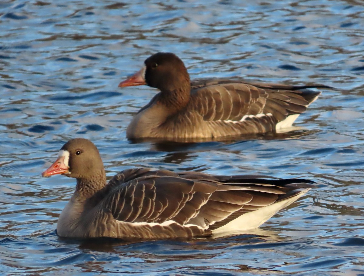 Greater White-fronted Goose (Tule) - ML646378092