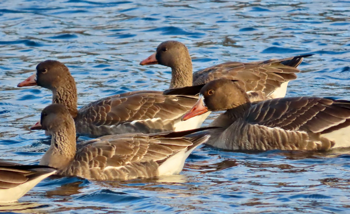 Greater White-fronted Goose (Tule) - ML646378093