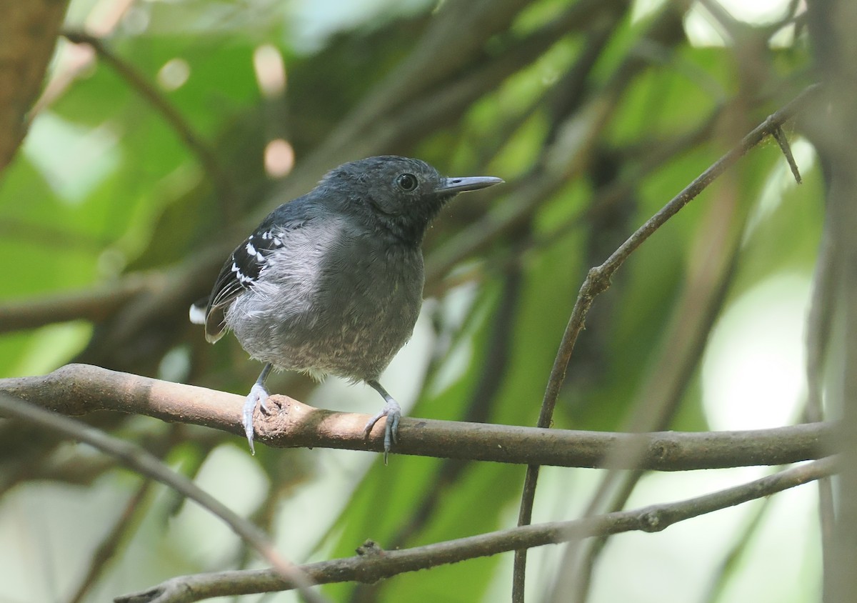 Band-tailed Antbird - ML646378097