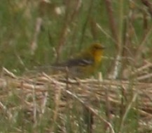 Pine Warbler - ML646378099