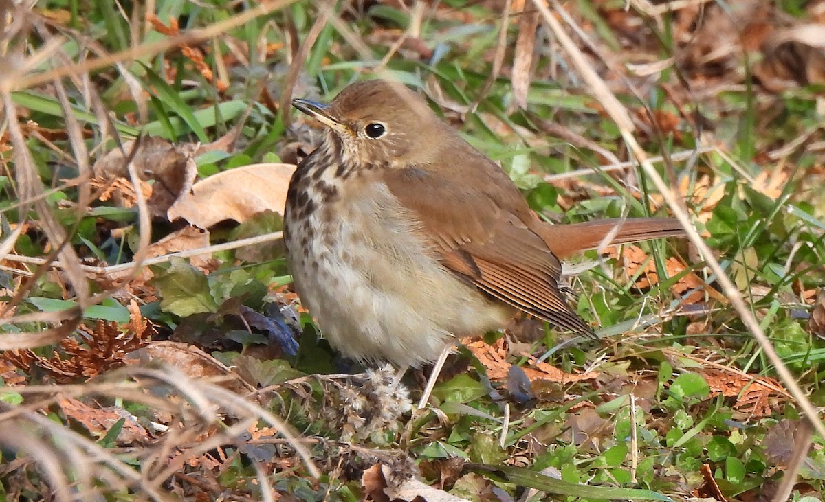 Hermit Thrush - ML646378100