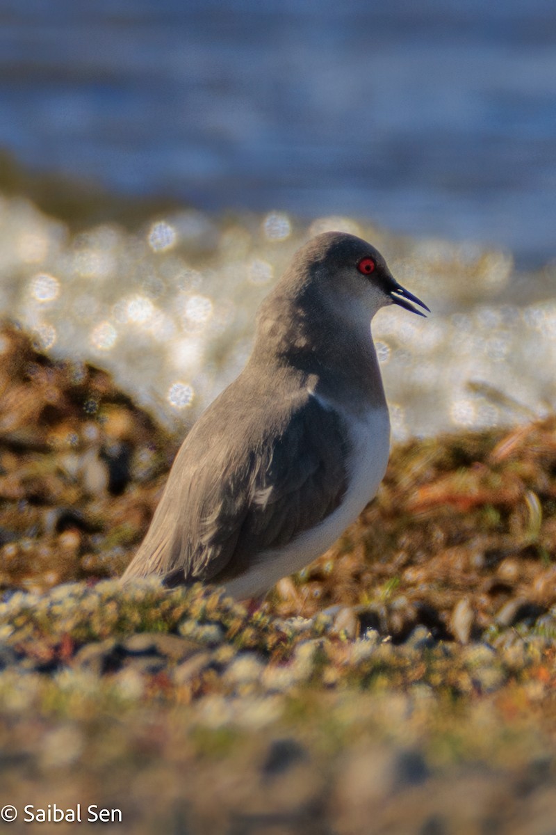 Magellanic Plover - ML646378101
