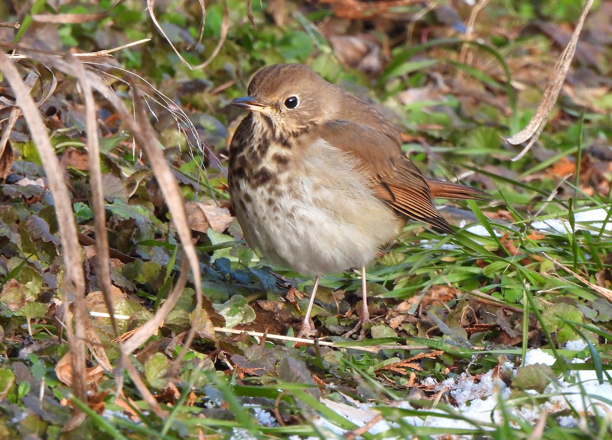 Hermit Thrush - ML646378102