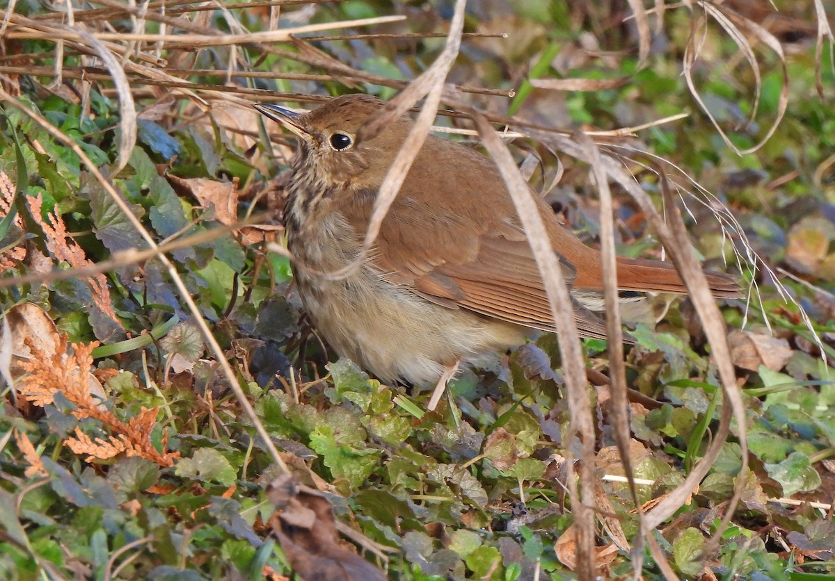 Hermit Thrush - ML646378103