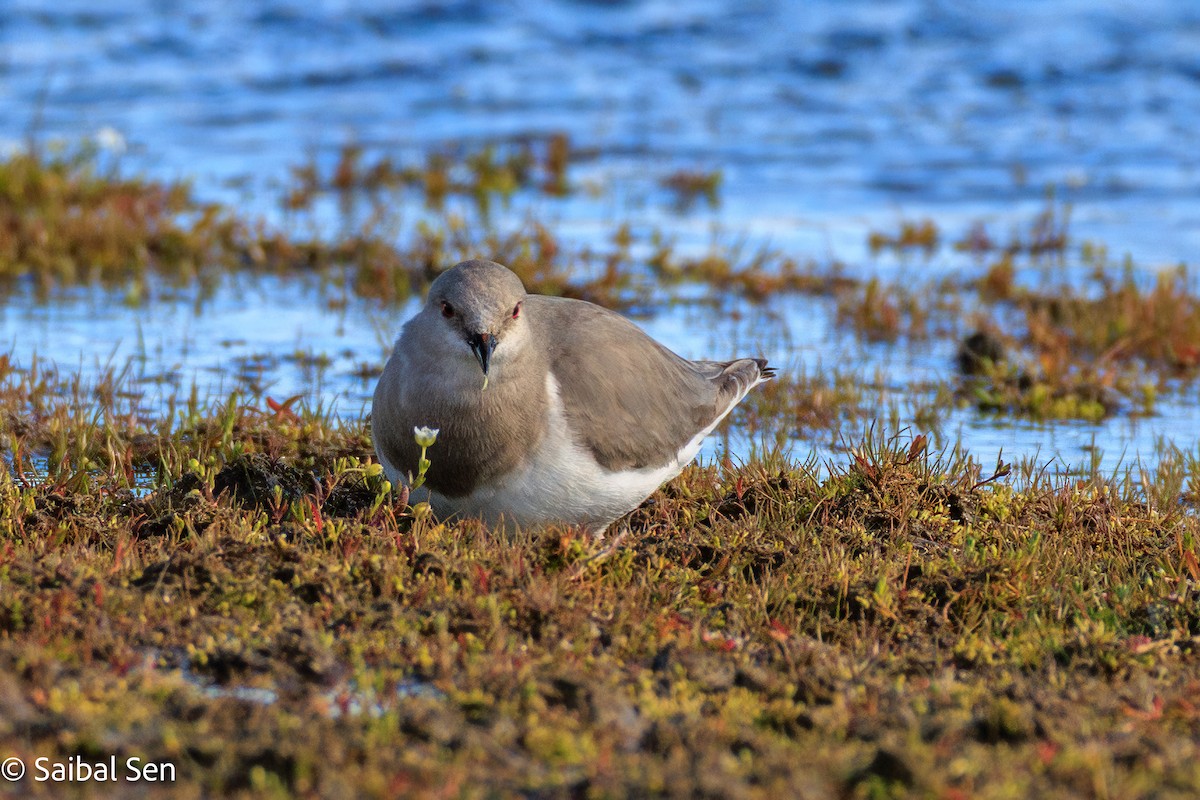 Magellanic Plover - ML646378104