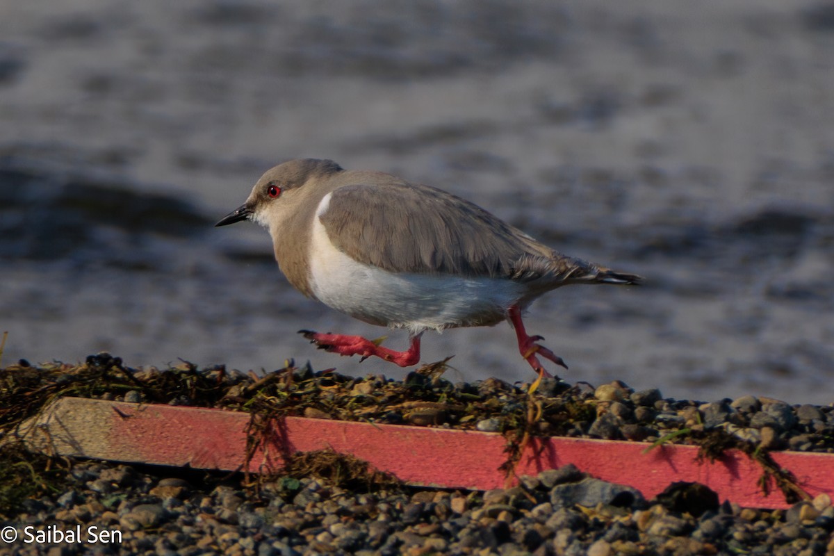 Magellanic Plover - ML646378105