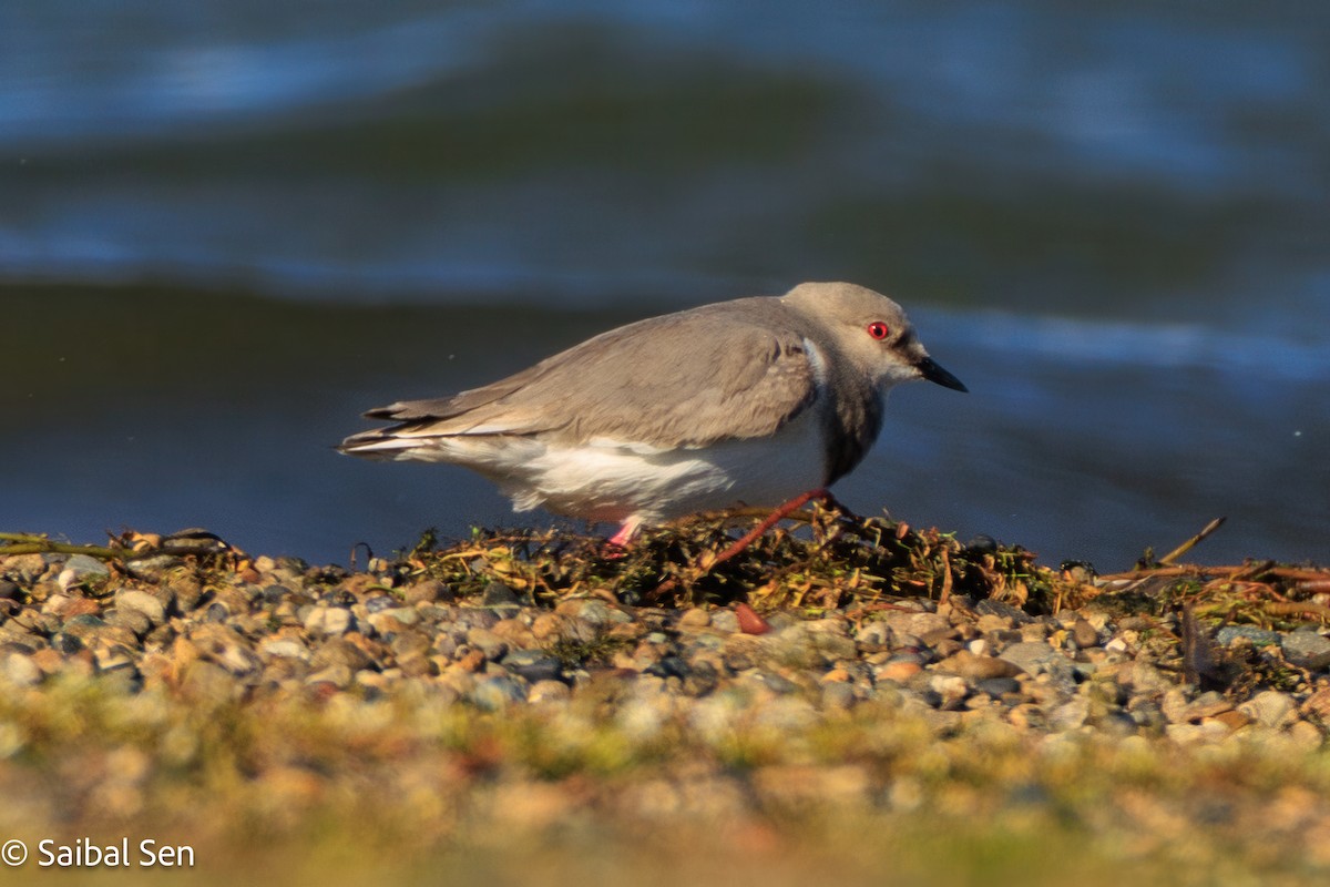 Magellanic Plover - ML646378106