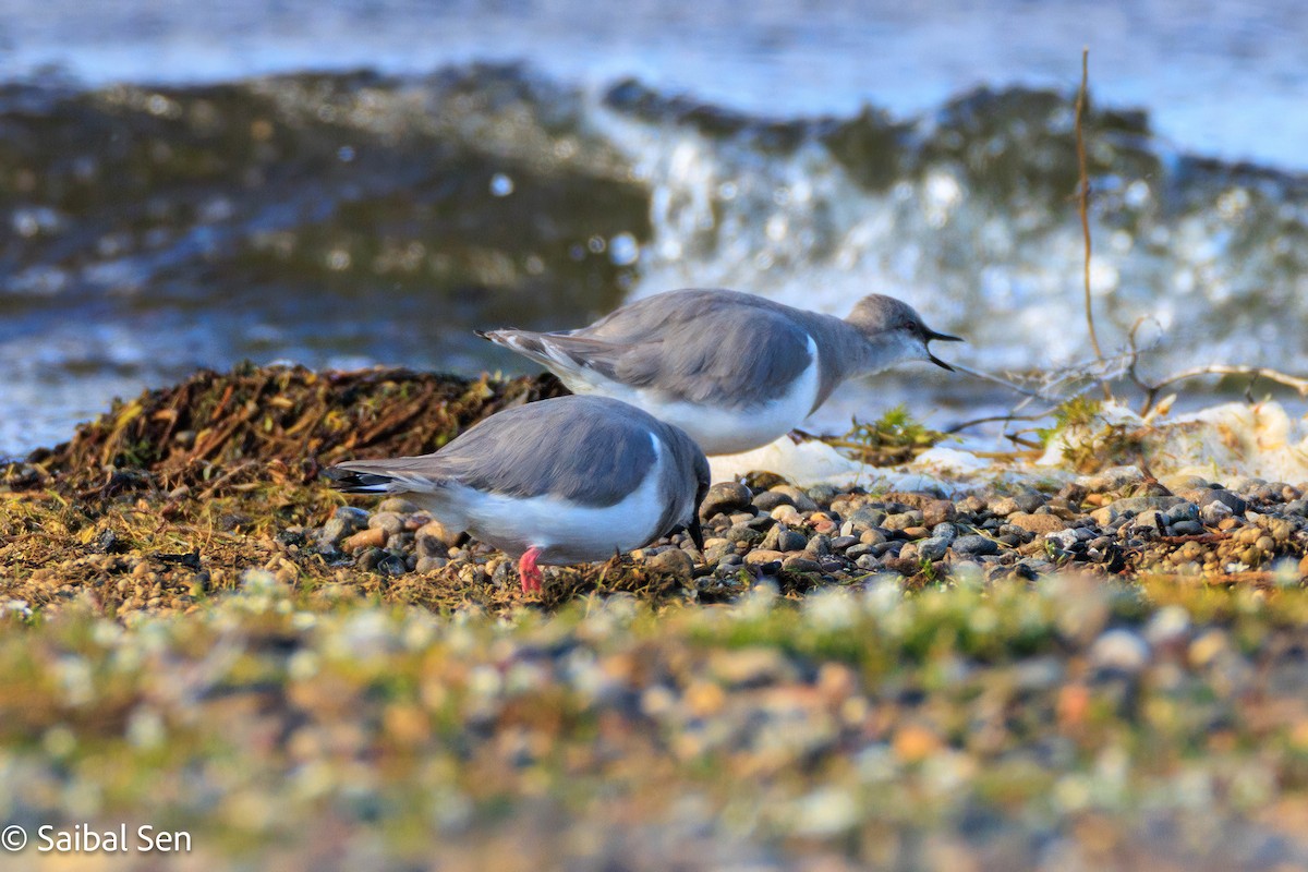 Magellanic Plover - ML646378107