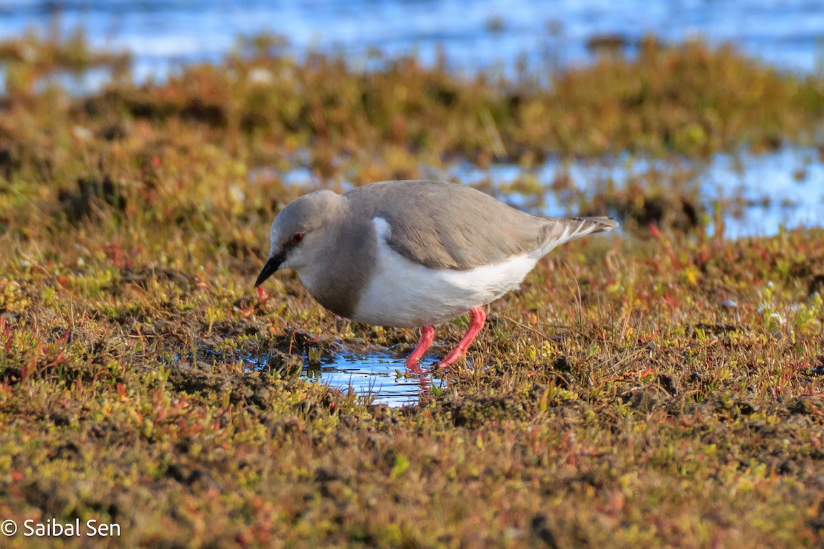 Magellanic Plover - ML646378108