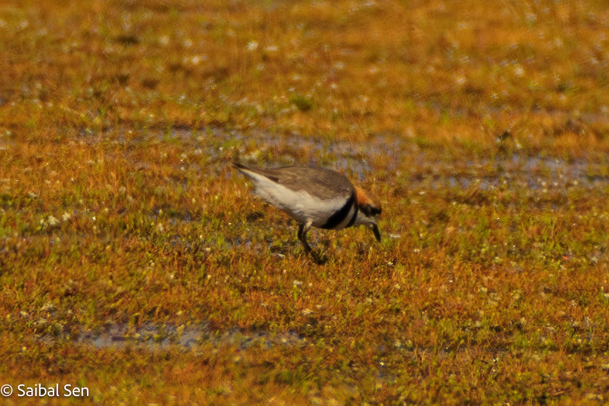 Two-banded Plover - ML646378113