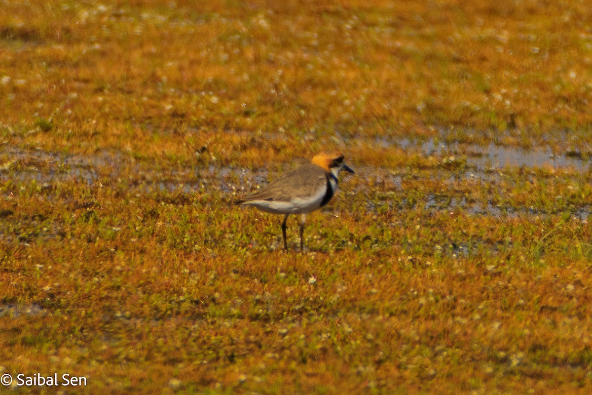 Two-banded Plover - ML646378114