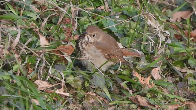 Hermit Thrush - ML646378115