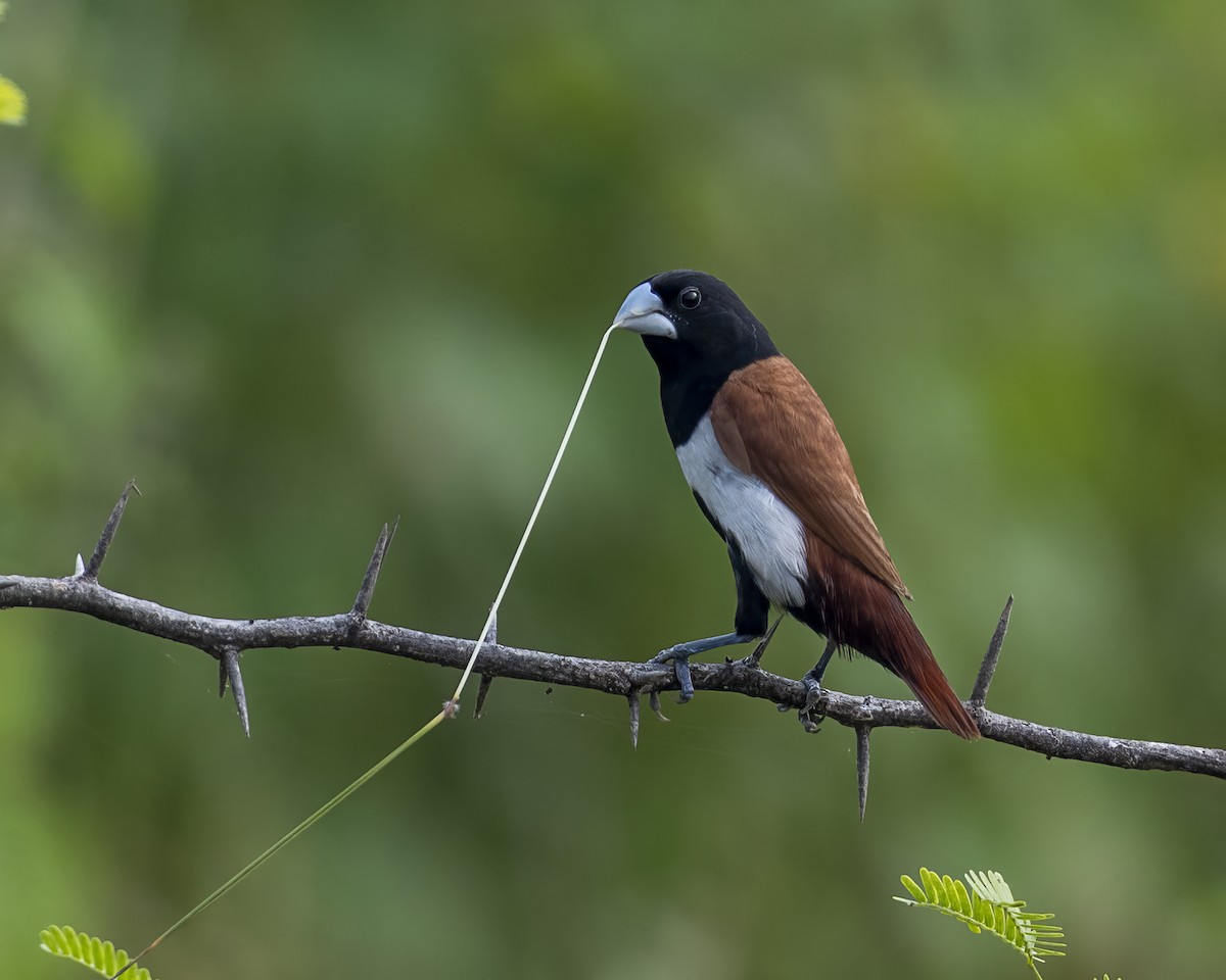 Tricolored Munia - ML646378117