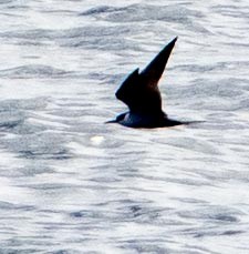 セグロアジサシ - ML646378118