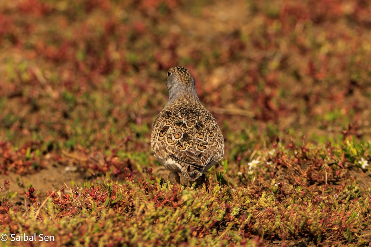 Least Seedsnipe - ML646378119