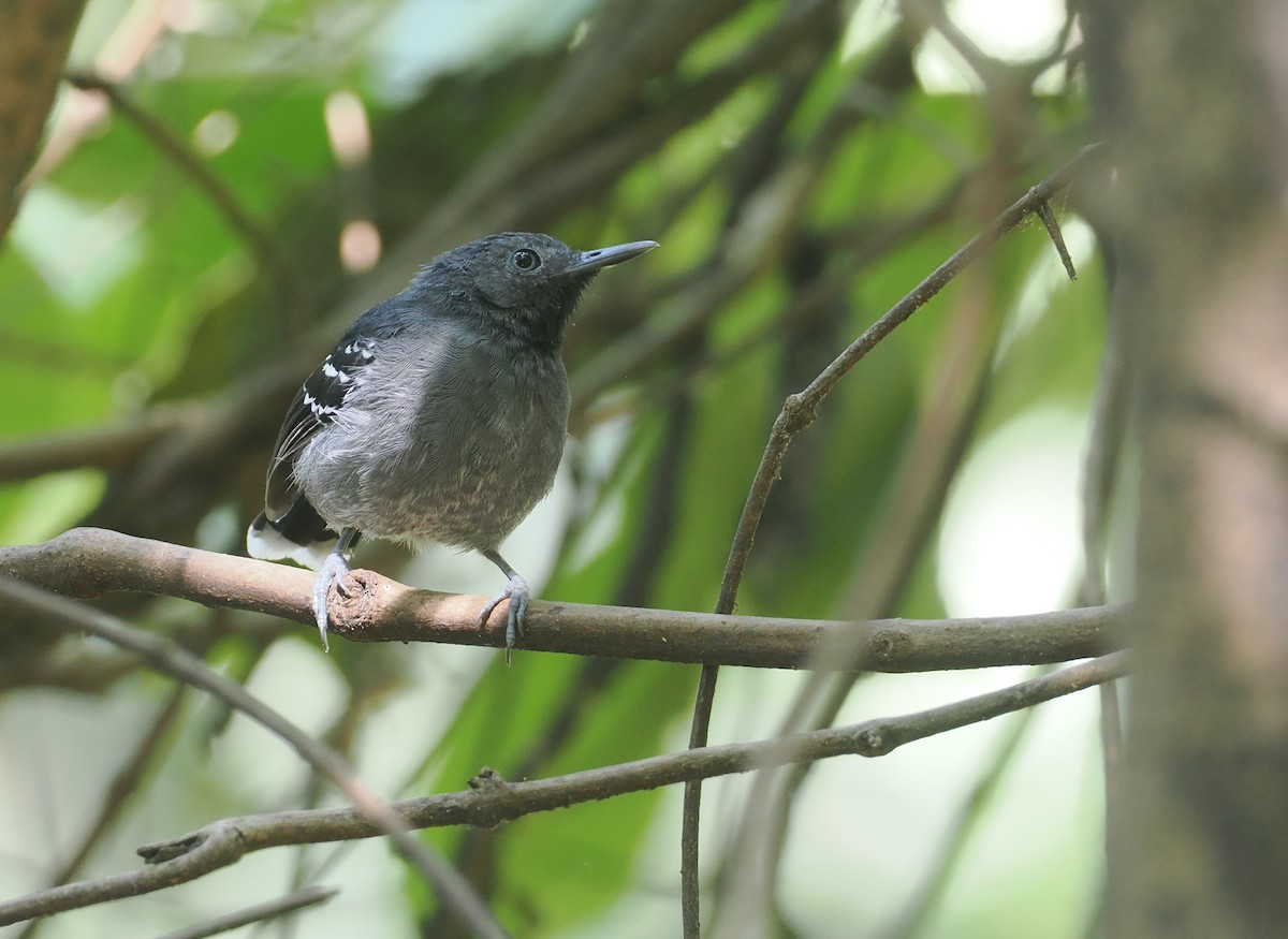 Band-tailed Antbird - ML646378120