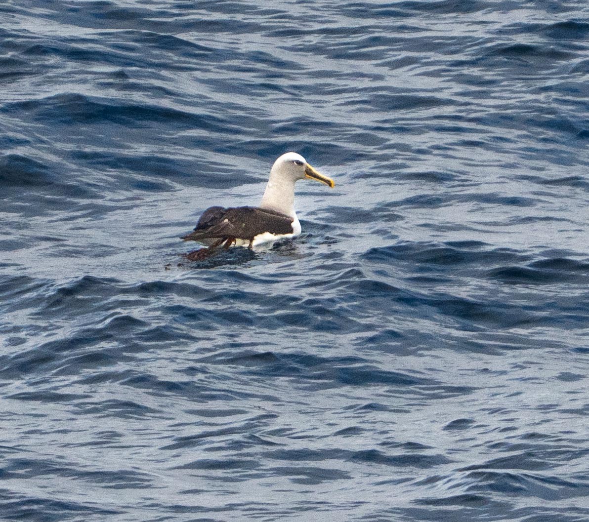 Buller's Albatross - ML646378123