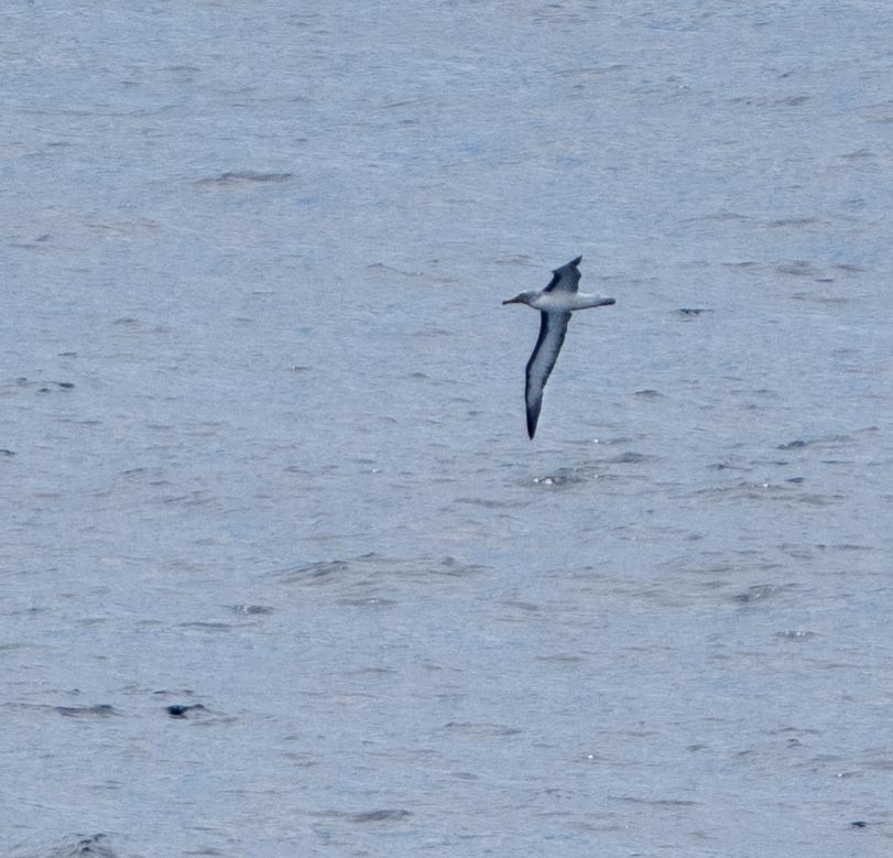 Buller's Albatross - ML646378124