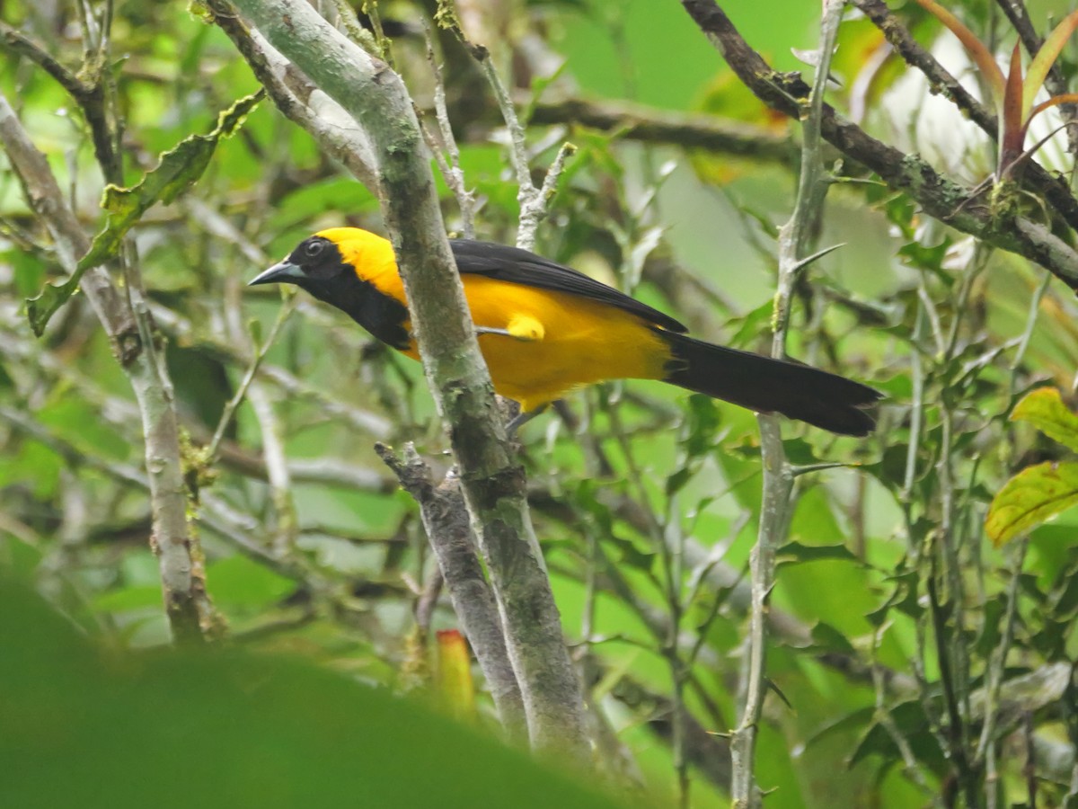 Yellow-backed Oriole - ML646378125