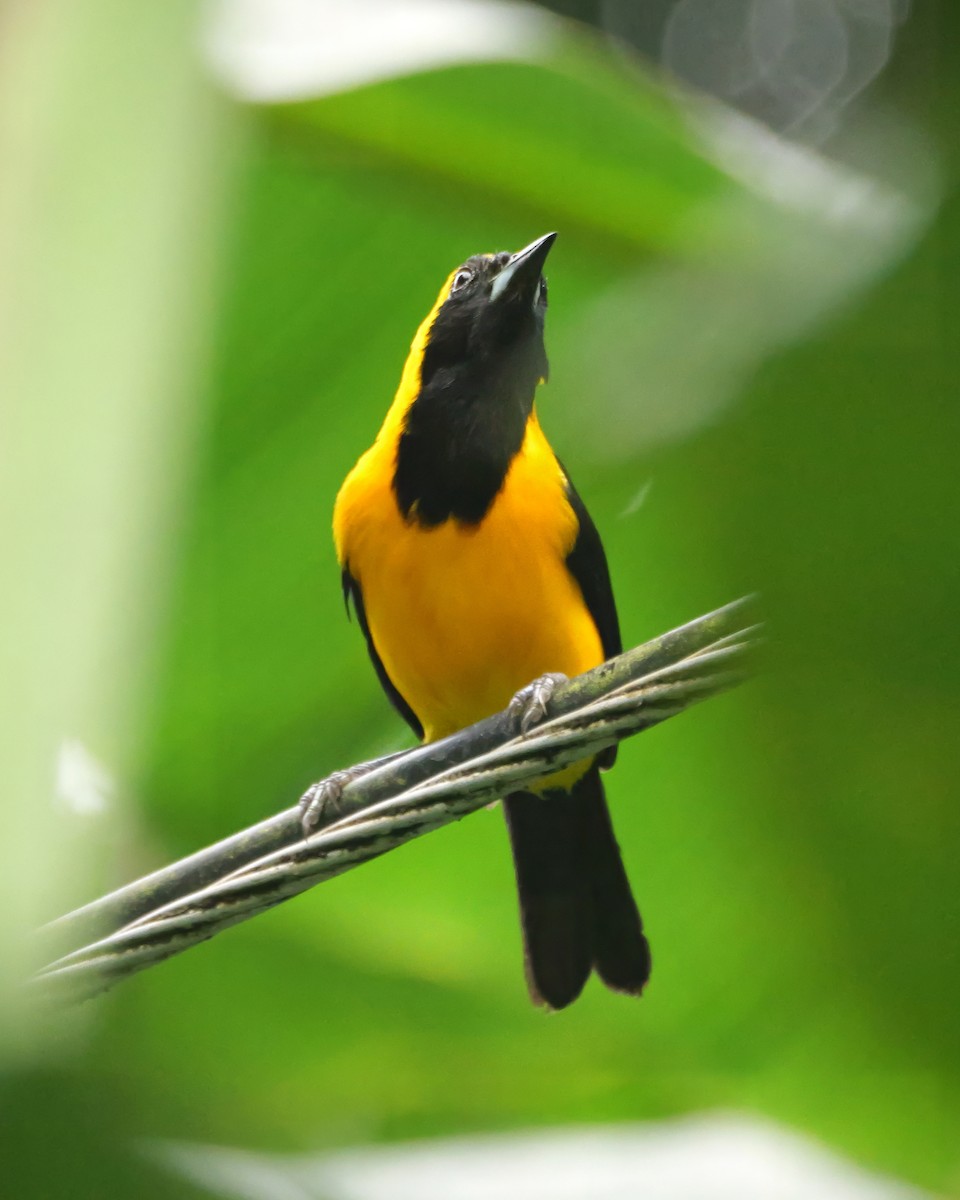 Yellow-backed Oriole - ML646378126