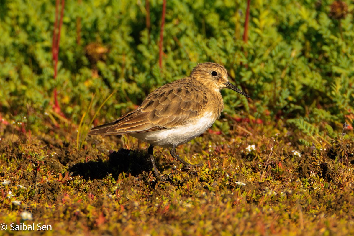 Baird's Sandpiper - ML646378127