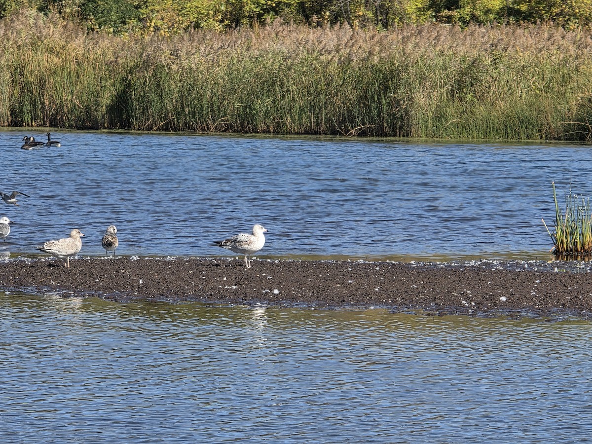 Ацтекская чайка - ML646378129