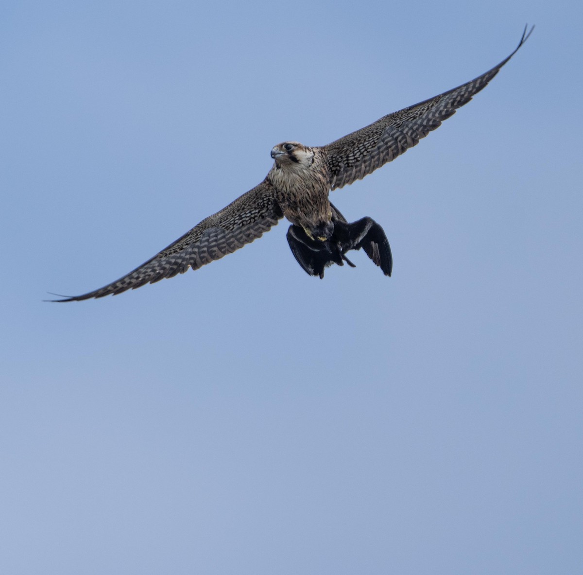 Peregrine Falcon - ML646378130