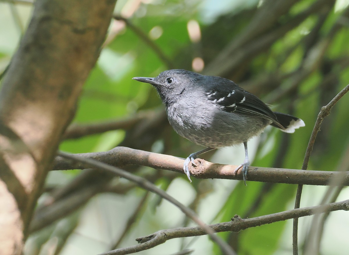 Band-tailed Antbird - ML646378131