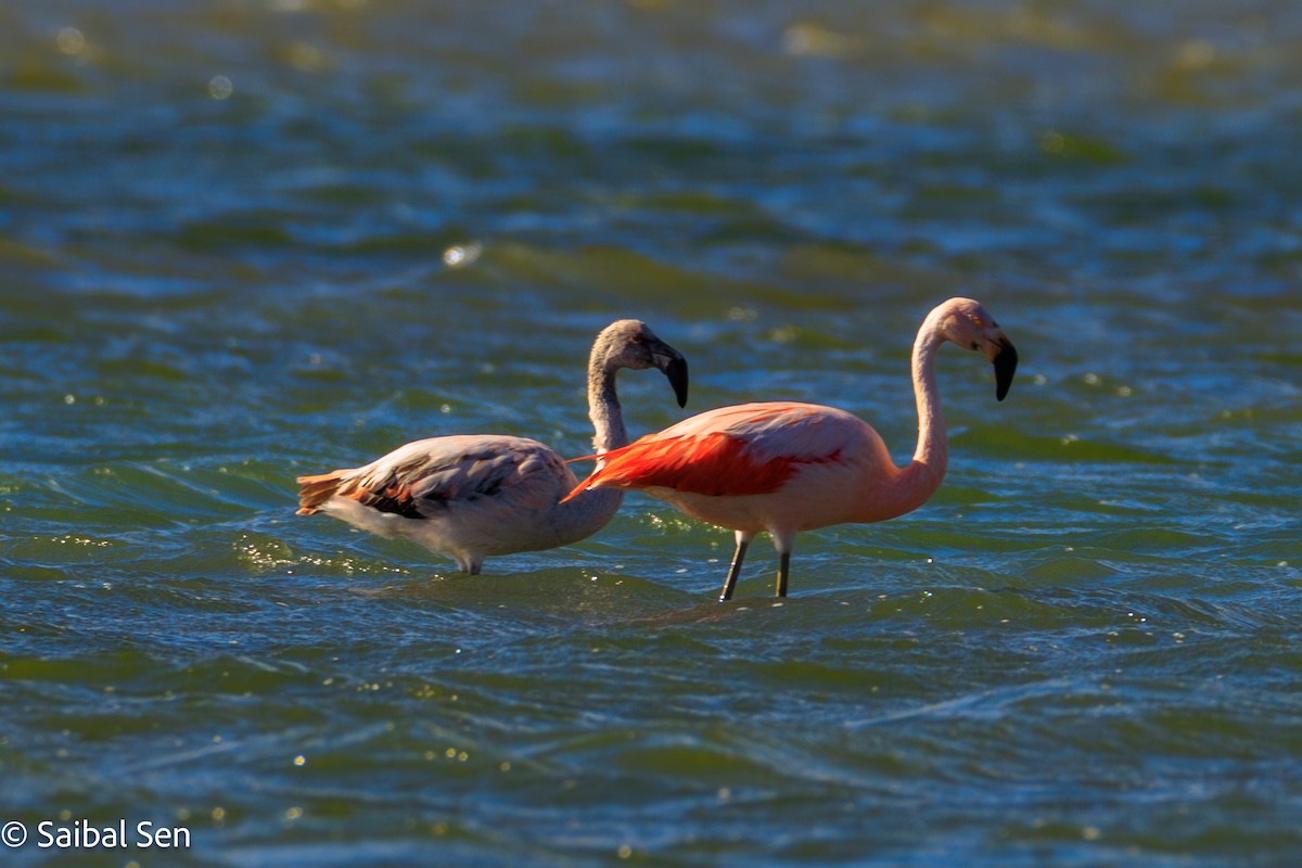 Chilean Flamingo - ML646378132