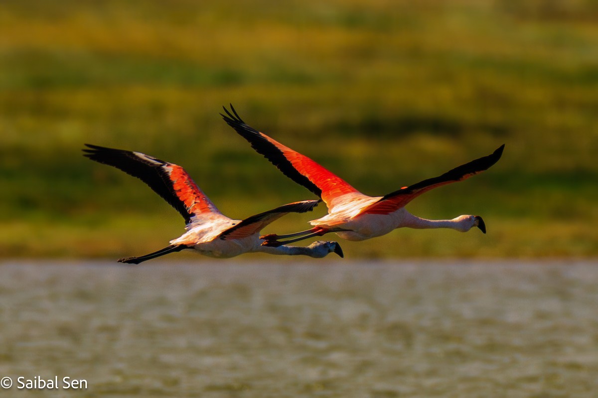 Chilean Flamingo - ML646378133