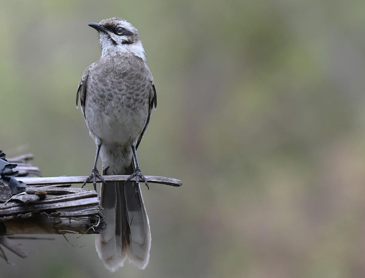 Long-tailed Mockingbird - ML646378134