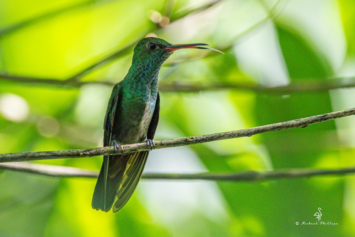 Rufous-tailed Hummingbird - ML646378135