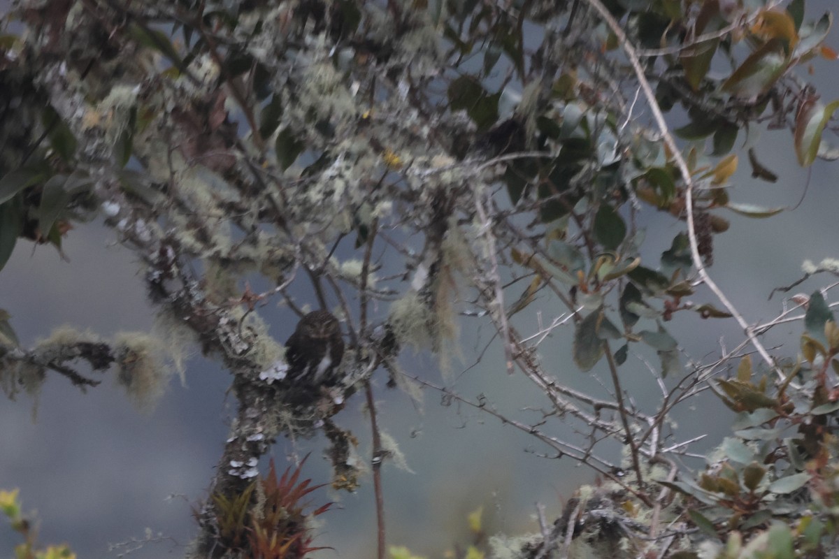 Yungas Pygmy-Owl - ML646378151