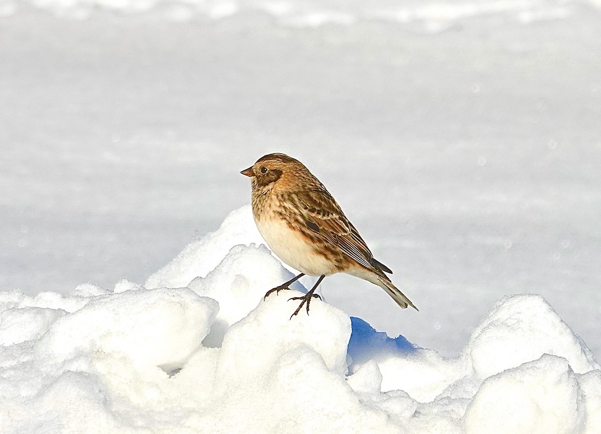 גיבתון לפלנדי - ML646378154
