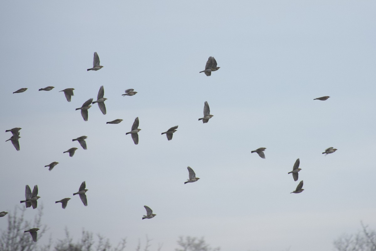 Alondra Cornuda - ML646378155