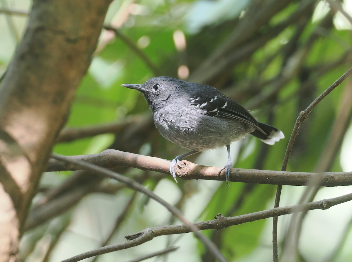 Band-tailed Antbird - ML646378156