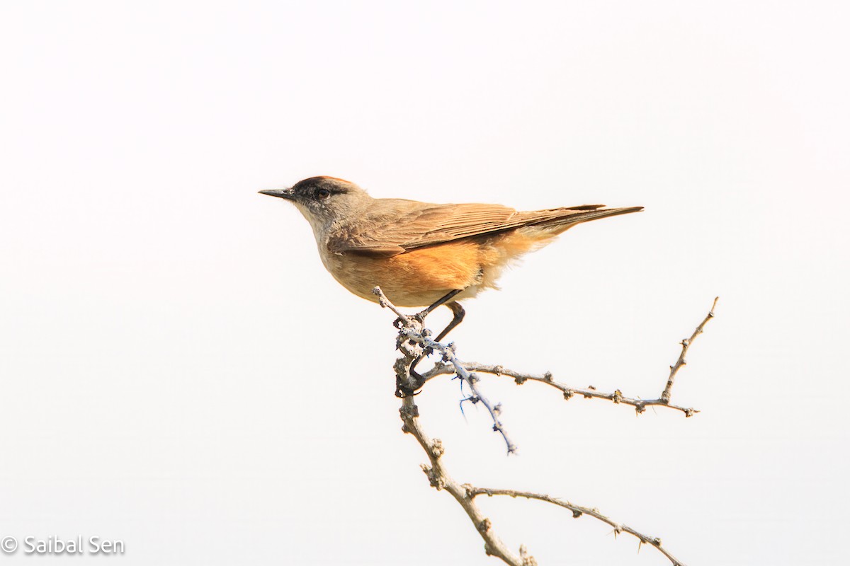 Cinnamon-bellied Ground-Tyrant - ML646378159