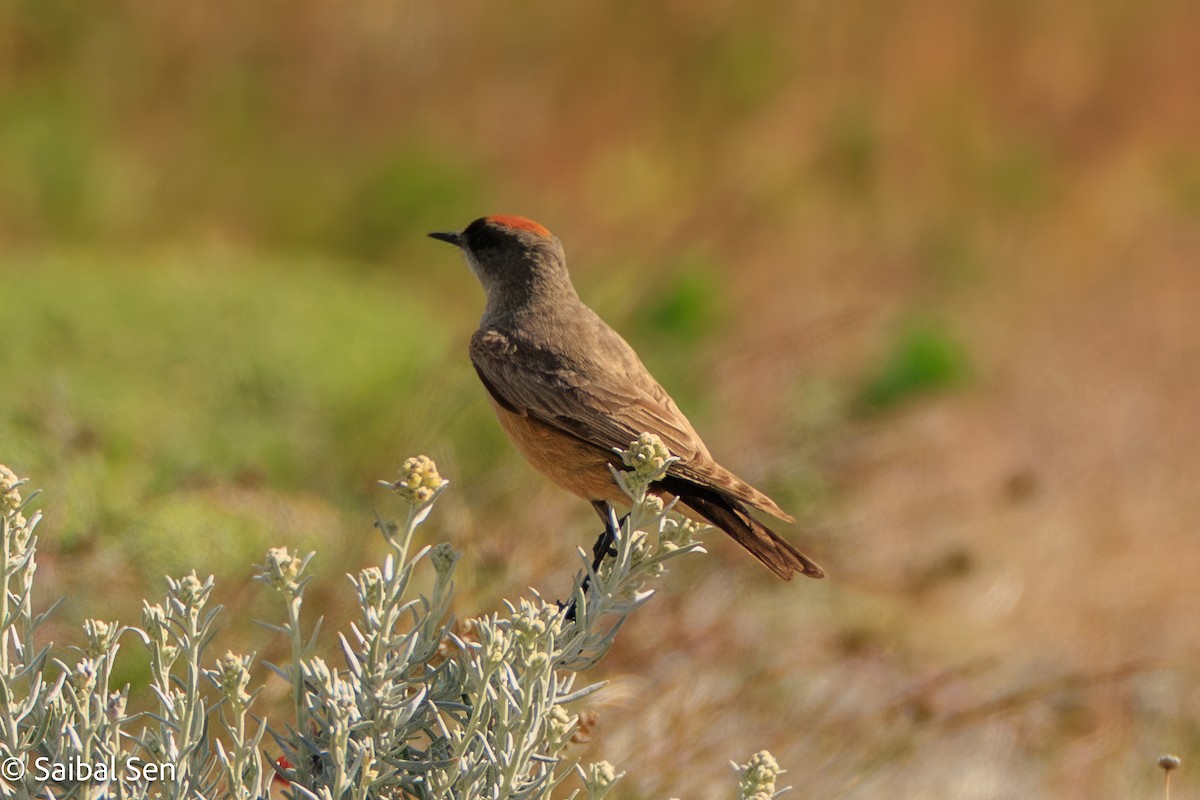 Cinnamon-bellied Ground-Tyrant - ML646378160