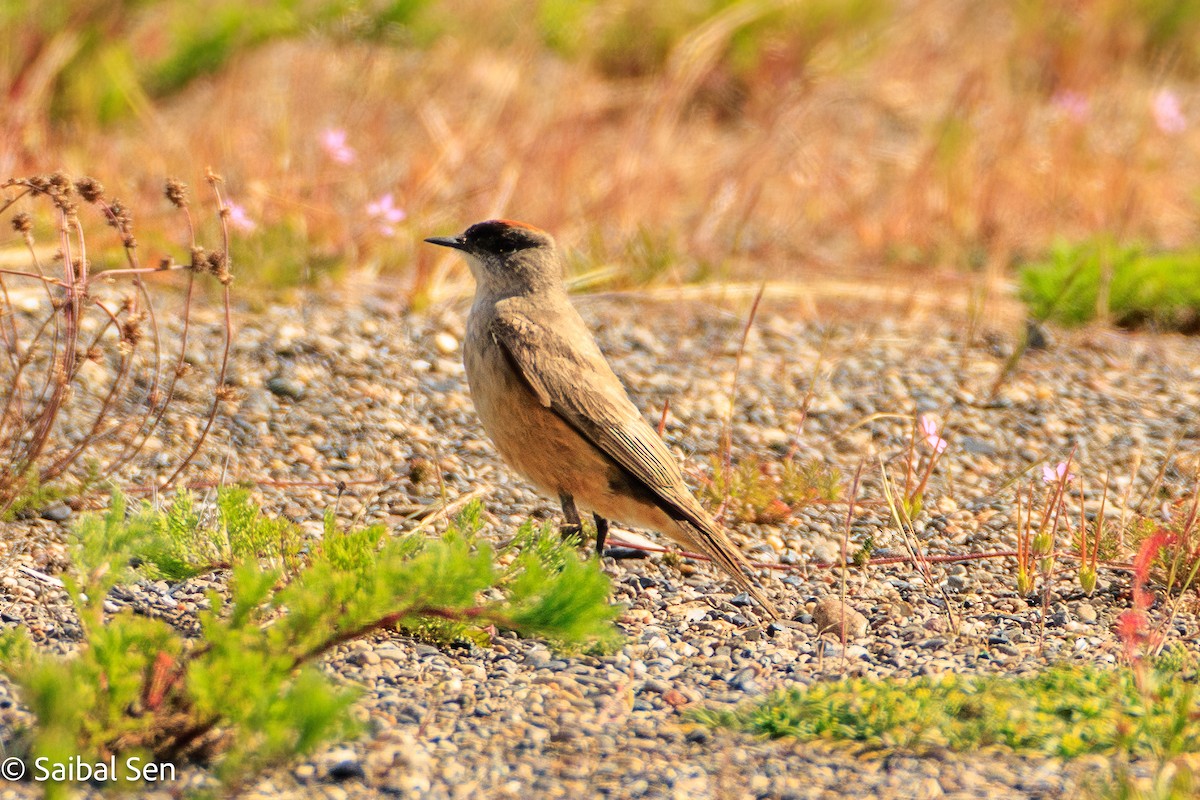 Cinnamon-bellied Ground-Tyrant - ML646378161