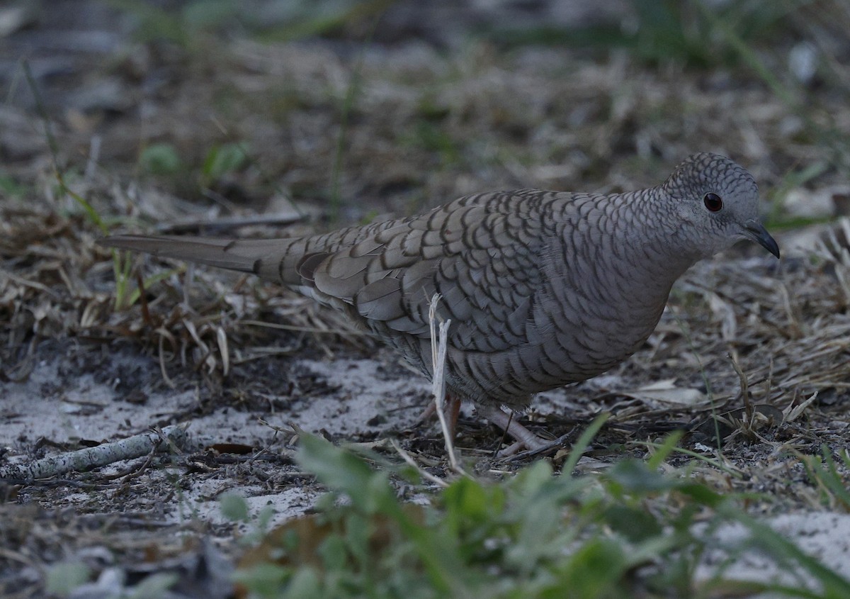 Inca Dove - ML646378162