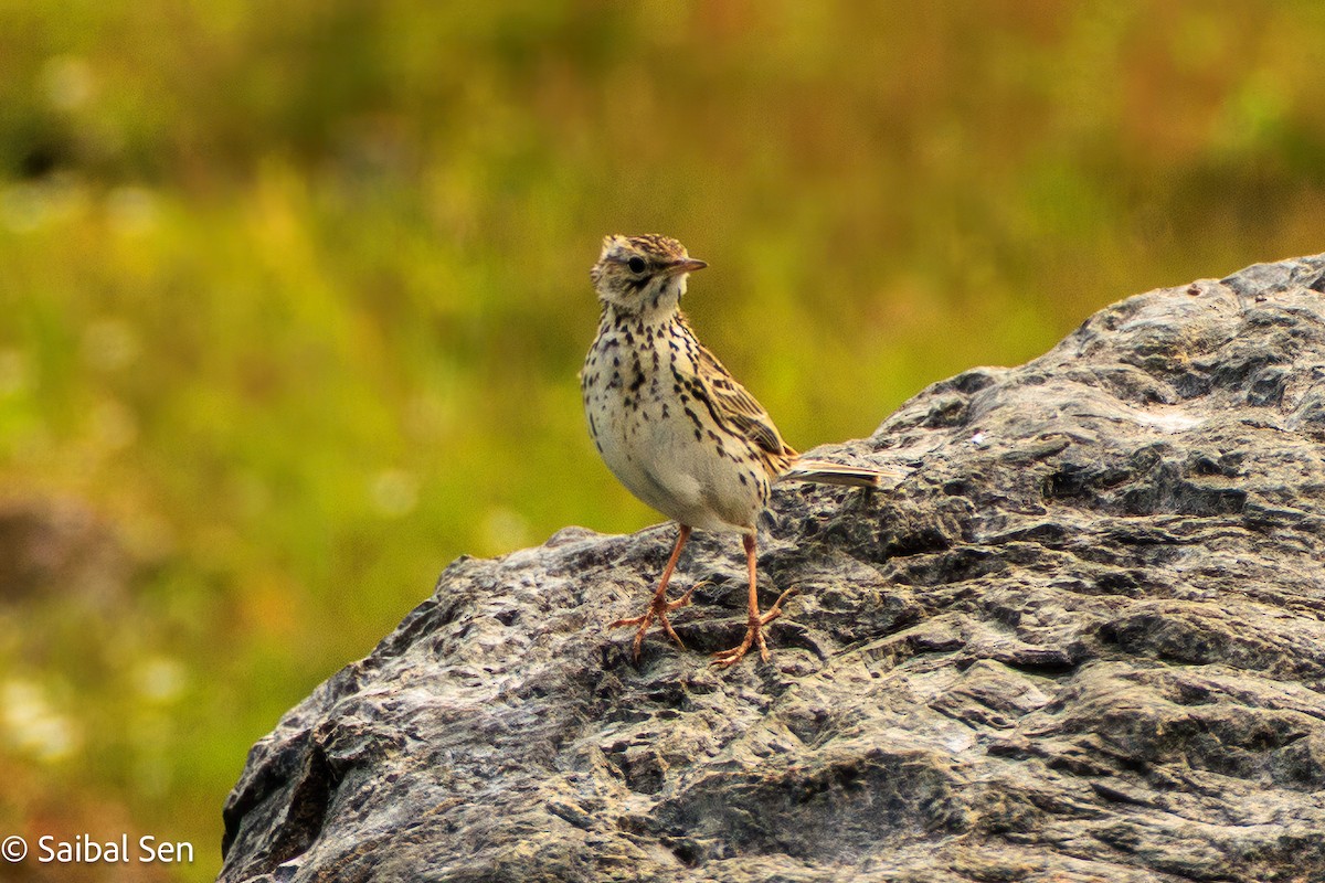 Correndera Pipit - ML646378163