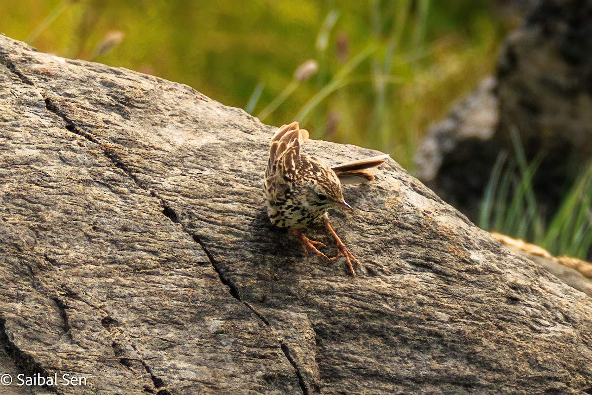 Correndera Pipit - ML646378164