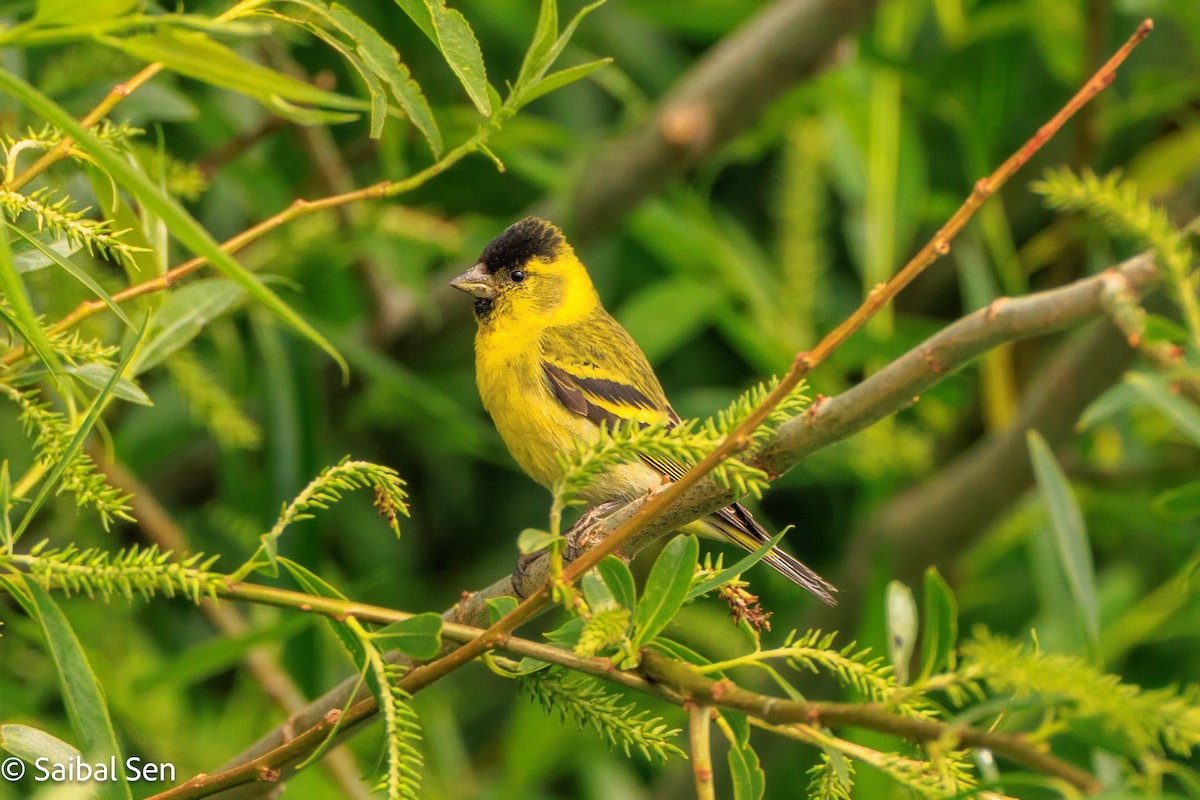 Black-chinned Siskin - ML646378169