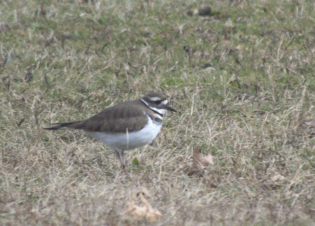 Killdeer - ML646378171