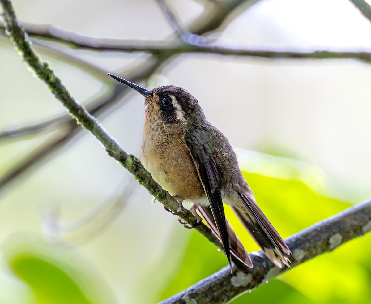 Speckled Hummingbird - ML646378172