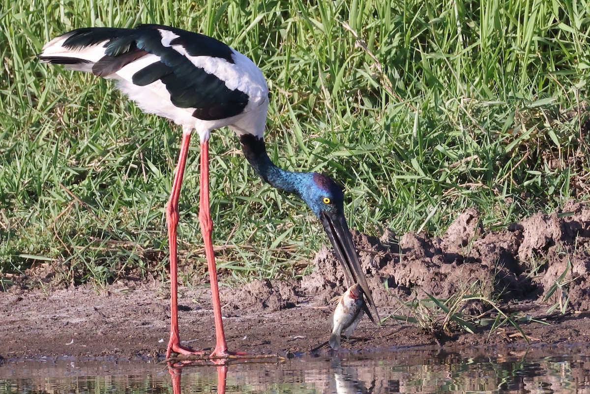 čáp černokrký - ML646378175